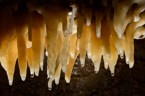 Grotte de Labouiche (Ariège) - Rideau de stalactites (détail)(SP-23-1620 )